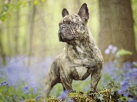 Buldog, Las, Pies, Francuski