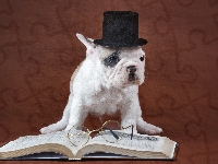 Śmieszne, Kapelusz, Buldog francuski, Okulary, Książka