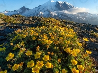 Szlak Widokowy Mount Fremont, Waszyngton, Stany Zjednoczone, Park Narodowy Mount Rainier, Kwiaty, Góra