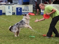 Frisbee, Pies, Border Collie, Kobieta