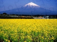 Fuji, Łąka, Góra, Japonia