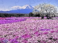 Fuji, Japonia