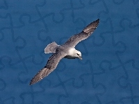 Fulmar, Morze, Ptak, Lot