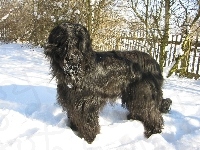 Futrzak, Briard