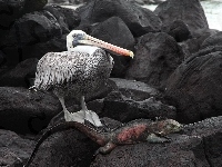 Galapagos, Pelikan