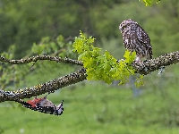 Dzięcioł, Sowa, Pójdźka, Gałąź