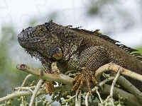 Gałąź, Iguana, Gad