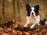 Gałąź, Border collie, Konar, Liście