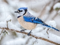 Gałąź, Ośnieżona, Modrosójka