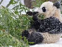 Miś, Gałąz, Panda, Zima, Pożywienie