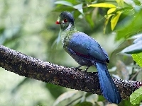 Gałąz, Turaco, Ptak, Liście
