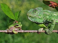 Rzekotka, Kameleon, Żabka, Gałąź