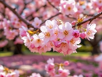 Drzewo owocowe, Kwitnąca, Gałązka, Grafika AI