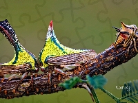 Ćmy, Egzotyczne, Kolorowe, Gałązka