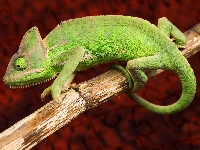 Gałązka, Zielony, Kameleon