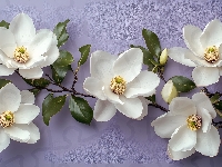 Białe, Gałązka, Kwiaty, Magnolia, Listki