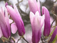 Gałązka, Magnolie, Kwiaty