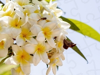 Gałązka, Plumeria, Kwiaty