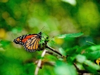 Gałązka, Motyl