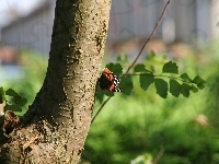 Gałązka, Drzewo, Pień, Motyl