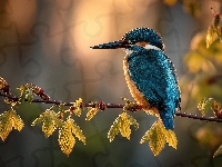 Listki, Zimorodek, Ptak, Gałązka, Grafika AI, Młode