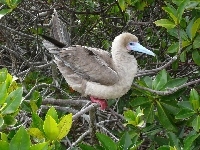 Gałązki, Ptak, Red Stąpający Booby, Liście