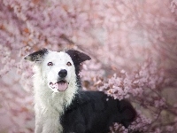 Gałązki, Border collie, Drzewa, Kwiaty