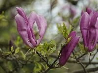 Kwiaty, Magnolia, Ciemnoróżowe, Gałązki