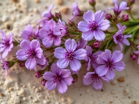 Kwiaty, Fioletowe, Drobne, Gałązki