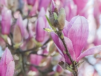Magnolia, Kwiaty, Różowa, Gałązki
