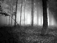 Gałęzie, Las, Połamane, Czarno-Białe