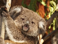 Drzewo, Miś, Koala, Gałęzie