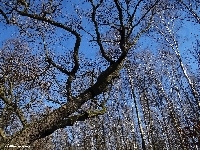 Drzewo, Gałęzie, Niebo