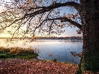 Gałęzie, Rzeka, Drzewo, Liście