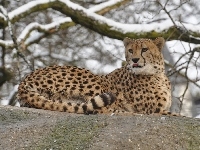 Gałęzie, Leżący, Gepard, Zima