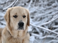 Gałęzie, Biszkoptowy, Labrador, Śnieg