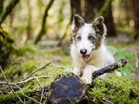 Gałęzie, Border collie, Pniak, Mech