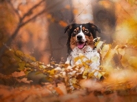 Gałęzie, Owczarek australijski, Australian shepherd, Liście