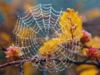 Liście, Krople, Pajęczyna, Gałęzie, Makro, Żółte