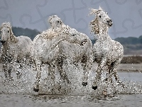 Galop, Konie, Białe, Woda