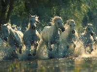 Galop, Rzeka, Konie
