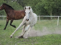 Galop, Klacz, Siwa, Pastwisko