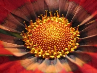 Gazania, Czerwona, Kwiatek