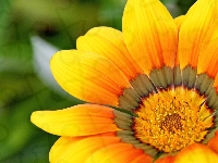 Gazania, Kwiat, Żółty