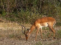 Gazela, Impala