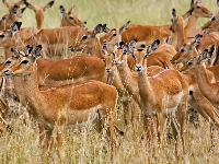 Impala, Impale