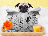 Sok, Mops, Pies, Gazeta, Łóżko, Gerbera