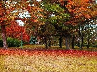 Polska, Park Steffensa, Gdańsk, Jesień, Drzewa