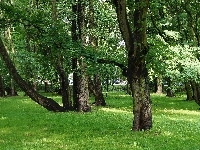 Drzewa, Gdańsk, Zieleń, Polska, Park Jelitkowski, Trawnik