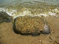 Gdynia, Morze, Bałtyckie, Kamienie